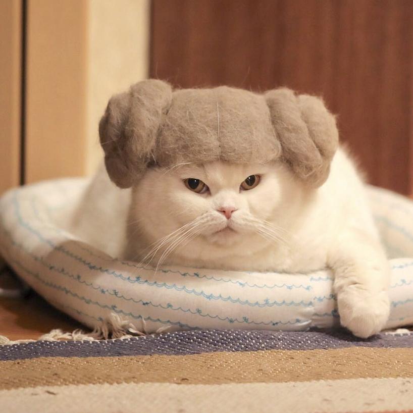 these 100% cat hair cat hats by ryo yamazaki are going viral