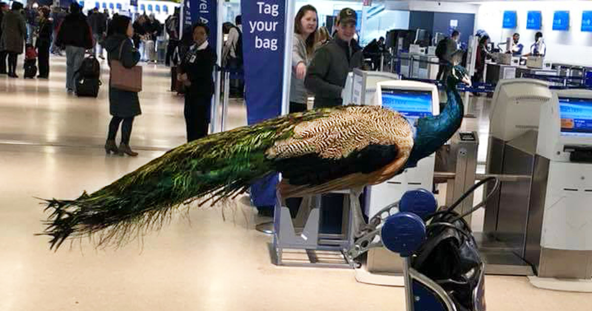 [Image: emotional-support-peacock-banned-from-fl...m-1200.jpg]