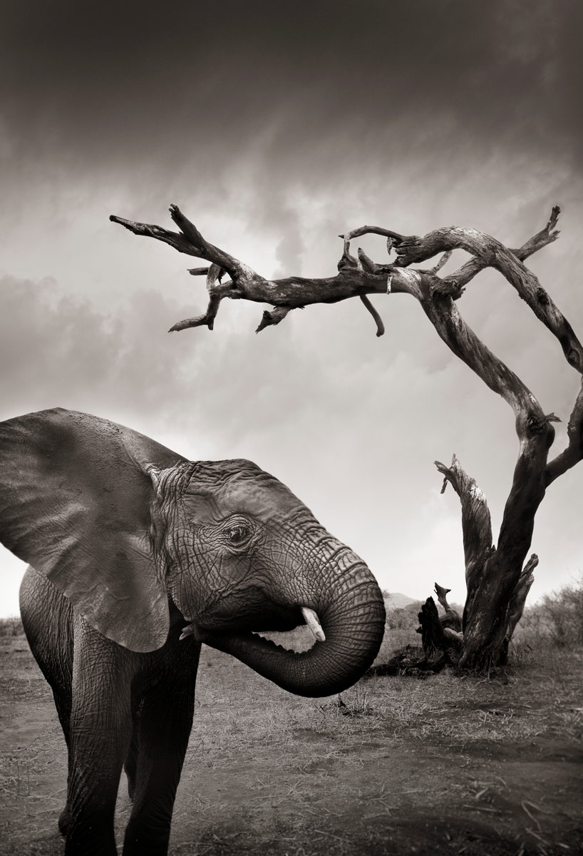 IKEA and hasselblad's art collaboration captures another giant leap - 6