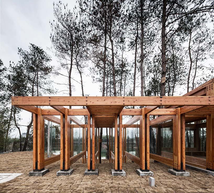 pine pavilion dna