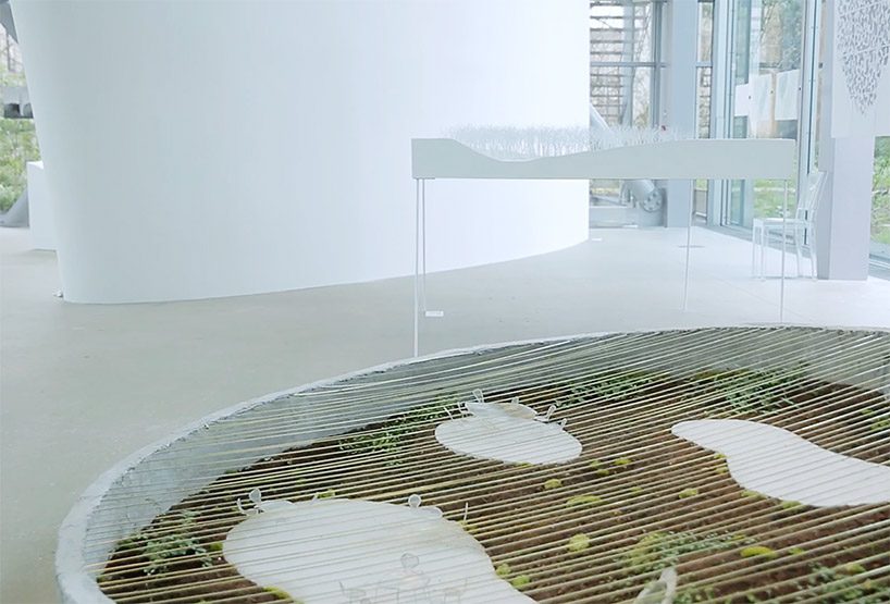 junya ishigami's art biotop project of a water garden in tochigi, japan opens