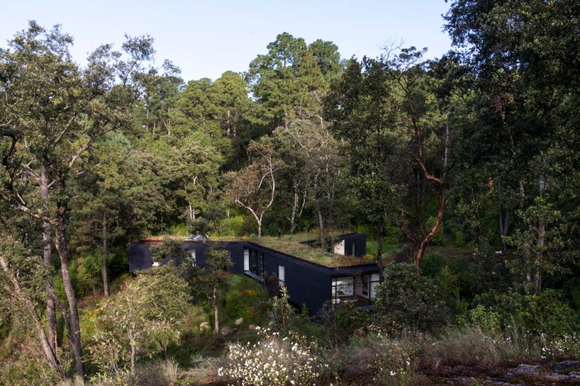 cadaval & solà-morales' residence exists in perfect symbiosis with its mexican forest surroundings