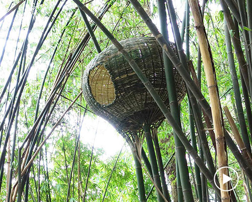 bentu builds free-standing bamboo nests onto living branches in qingshen forest