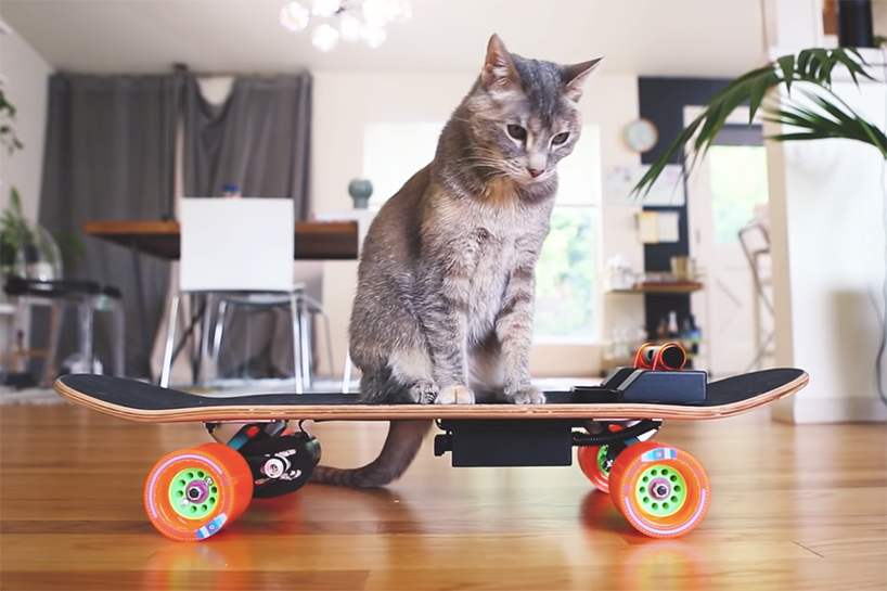 built an electric skateboard for cat