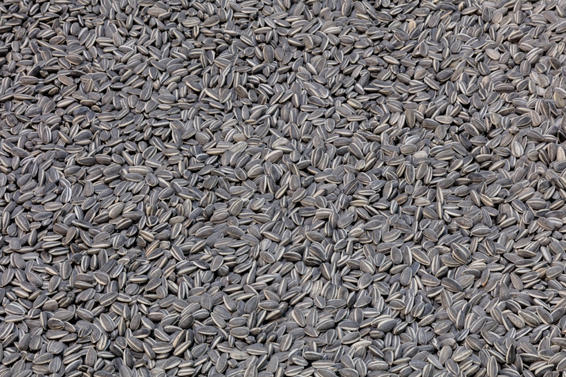 ai weiwei life cycle