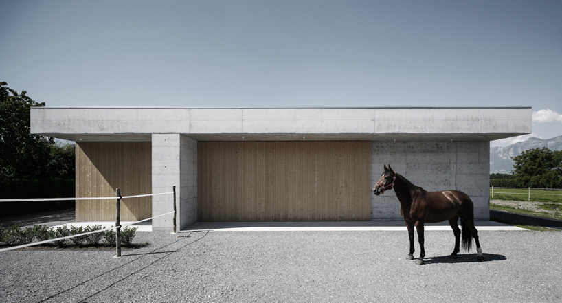 marte marte griss veterinary