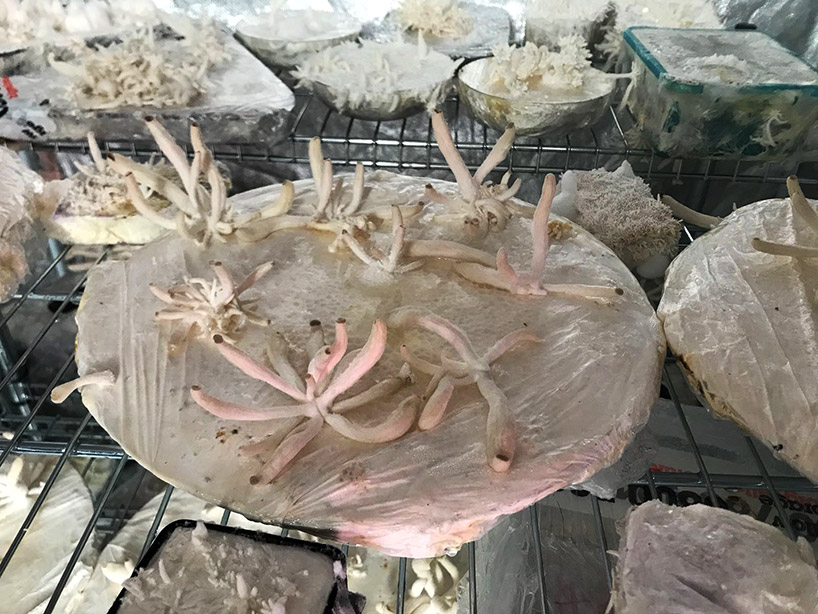 nir meiri shapes fungi into mycelium lights lamp collection designboom