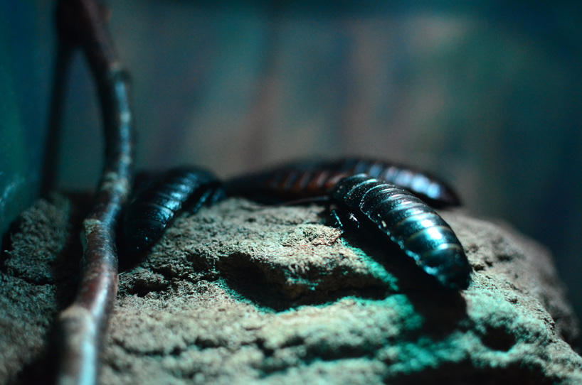 china breeds super cockroach to eat away 50-tonne-a-day waste problem - 2