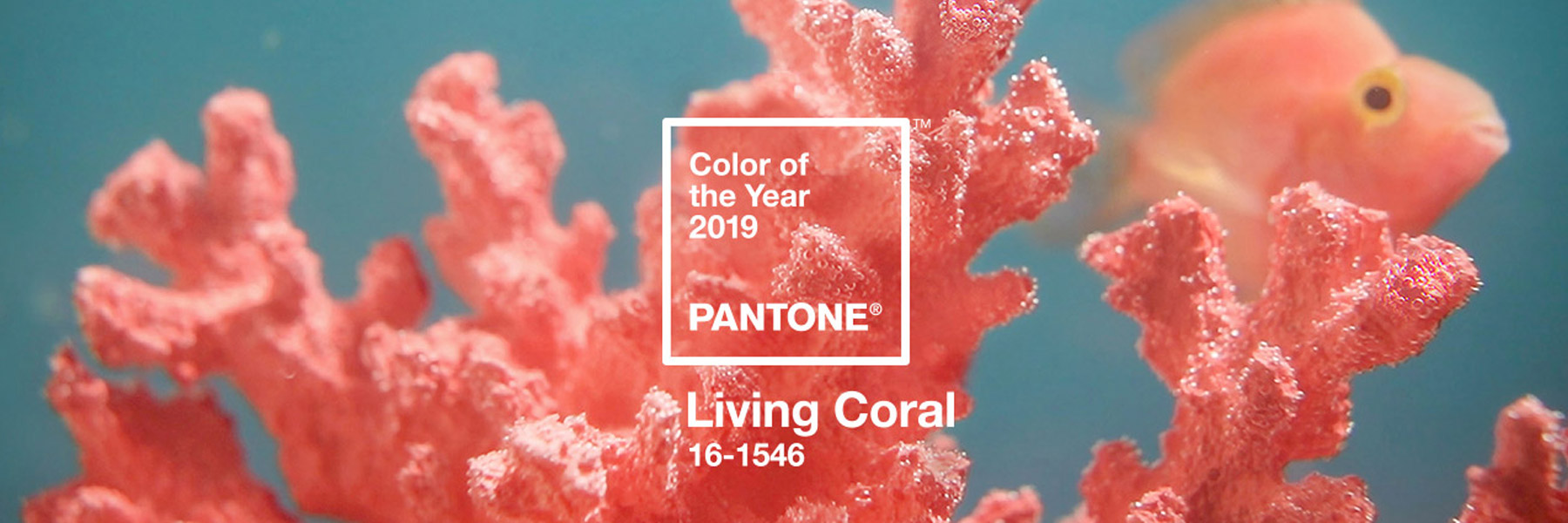 pantone announces 'living coral' as 2019 color of the year