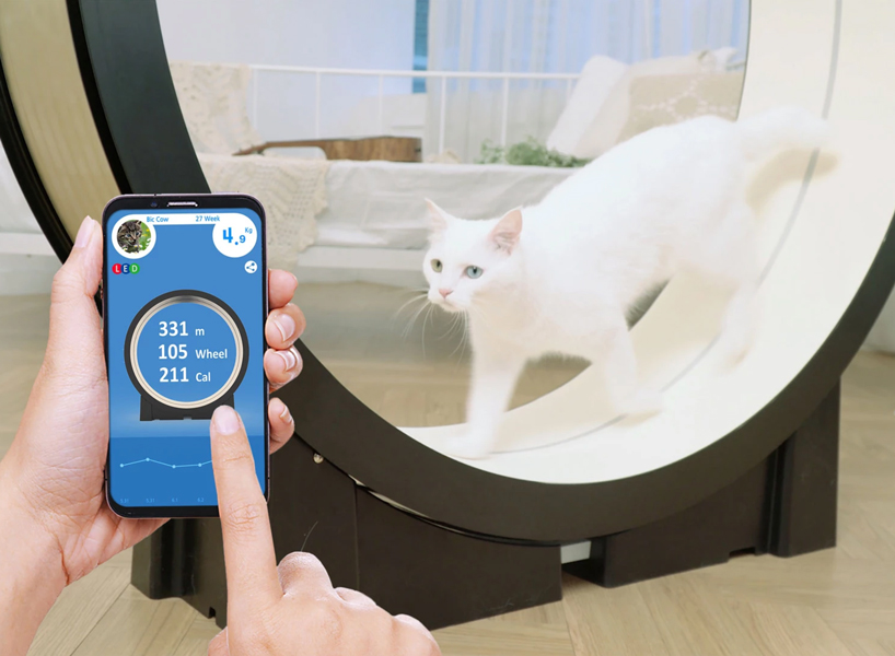 cat's connecting to the of things are more likely to achieve