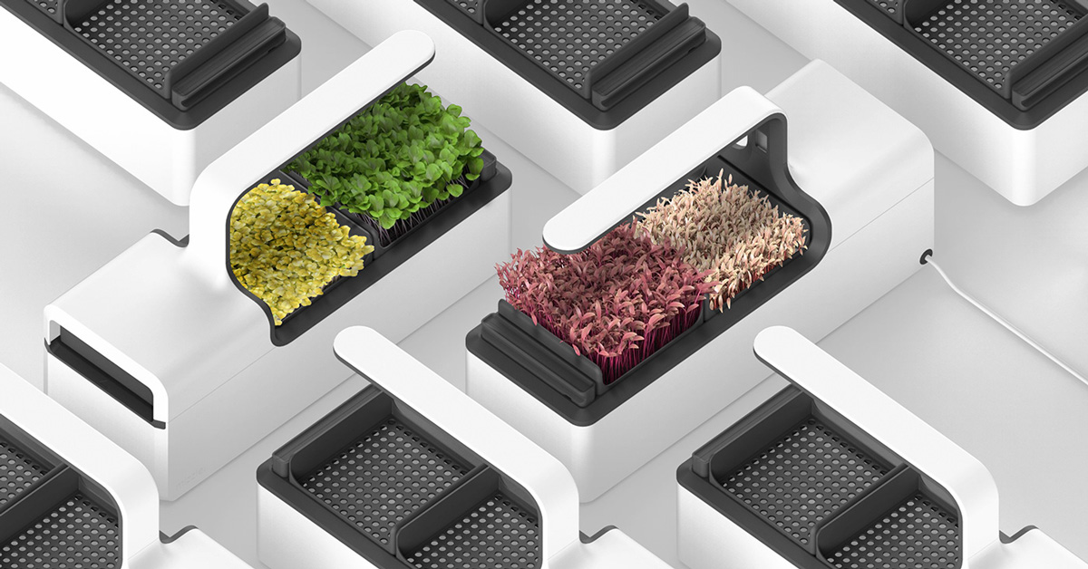 the mizzle microgreen grower brings fresh produce to any kitchen