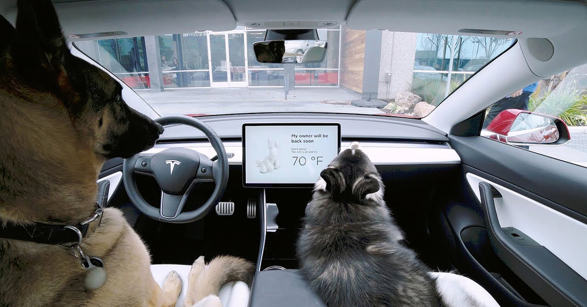 tesla releases ‘dog mode’ to keep pets safe and stop passers-by reporting you