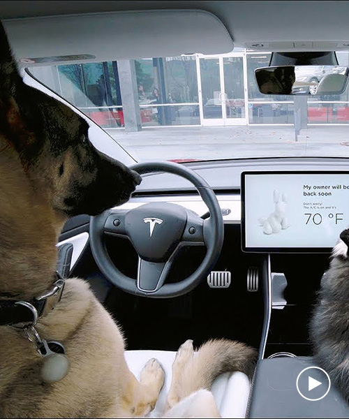 tesla releases ‘dog mode’ to keep pets safe and stop passers-by ...