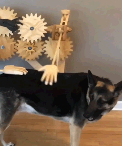 automated wooden dog petter contraption satisfies german shepherd