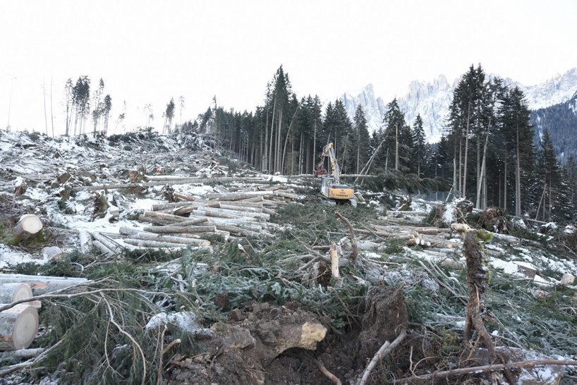 piuarch pays tribute to stradivari's lost forest with installation at the university of milan