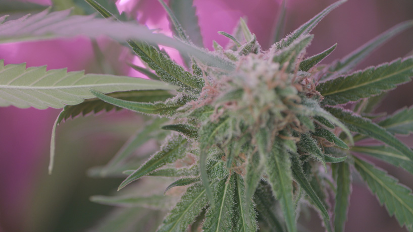 automated cannabis farm employs robotic arms and AI to help marijuana industry grow