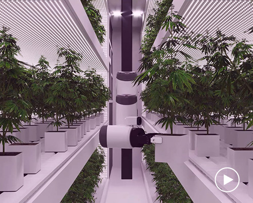automated cannabis farm employs robotic arms and AI to help marijuana industry grow
