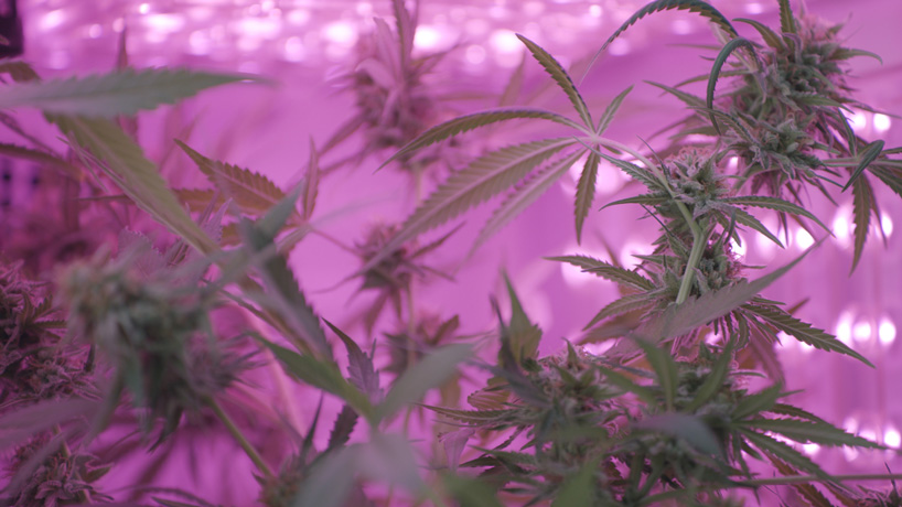 automated cannabis farm employs robotic arms and AI to help marijuana industry grow