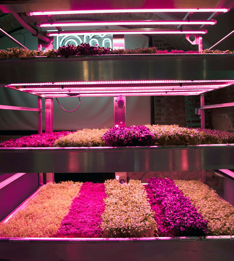 tom dixon + IKEA's experimental garden for urban farming opens during chelsea flower show