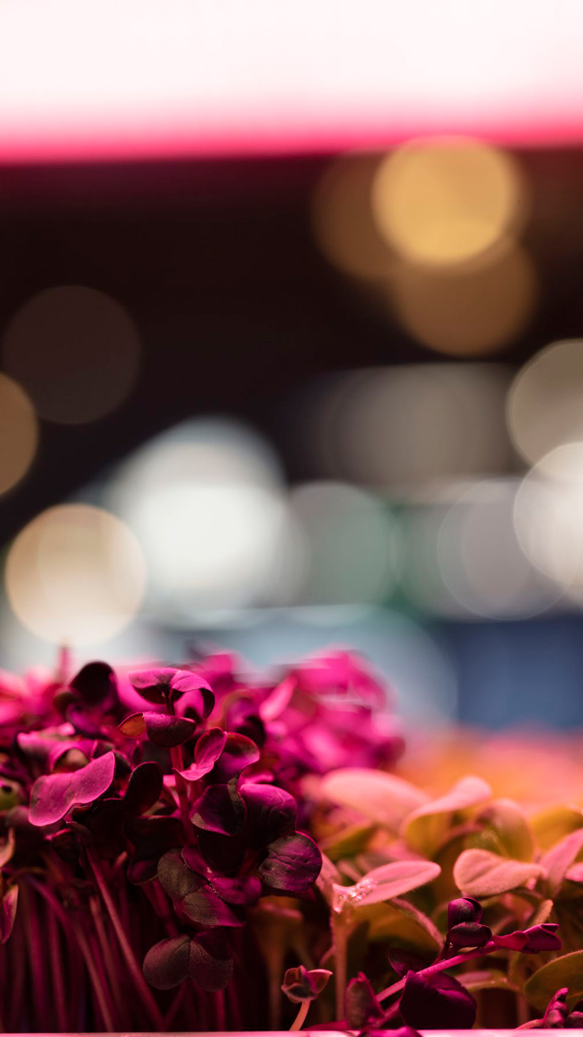 tom dixon + IKEA's experimental garden for urban farming opens during chelsea flower show