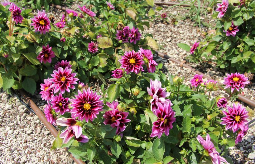 davines unveils scientific garden designed by tommaso del buono for research and wellbeing designboom