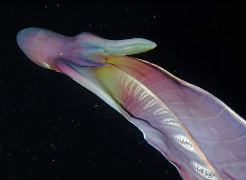 captured by joseph elayani, the highdefinition clip sees the animals