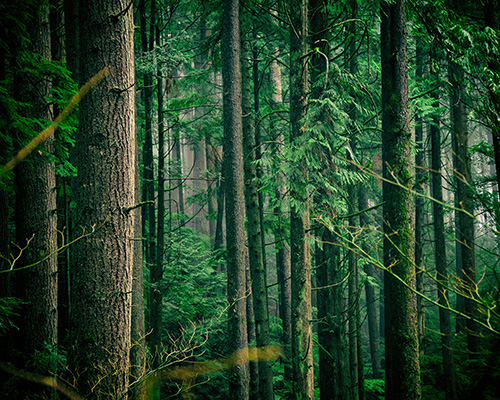 can planting a trillion trees save us from climate change?