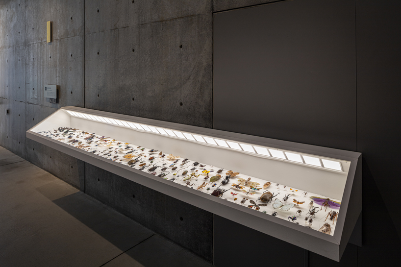 insects models for design 21_12 design sight designboom