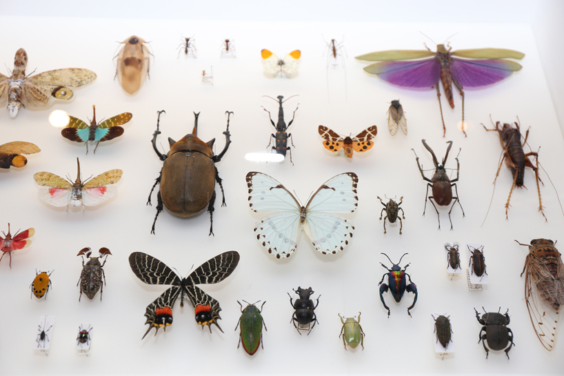 insects models for design 21_12 design sight designboom