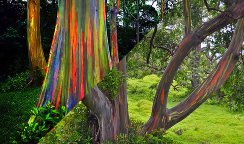 The World S Most Amazing Trees Include Rainbow Eucalyptus And Dragon S Blood