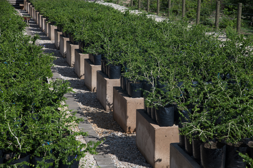 ambrosi etchegaray guayacan