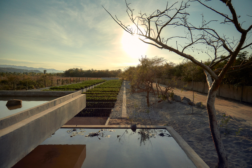 ambrosi etchegaray guayacan