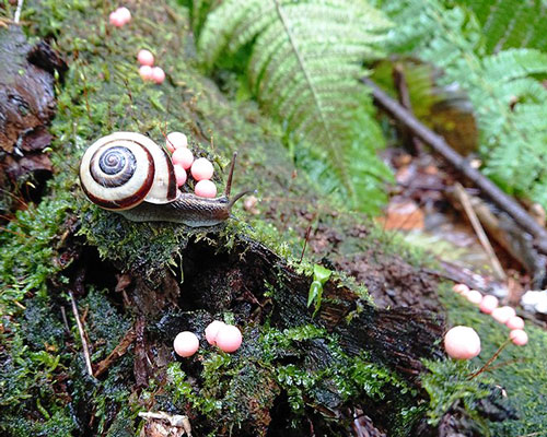 toshihiko shibuya installs 1500 push pins in a japanese forest to evoke spawning life 