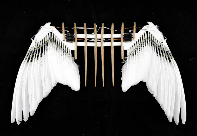 a robot bird built using 40 pigeon feathers flies like the real thing