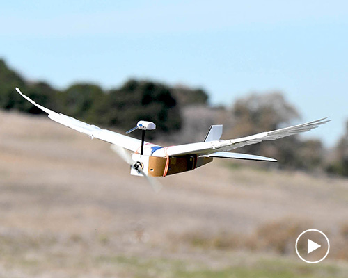 a robot bird built using 40 pigeon feathers flies like the real thing
