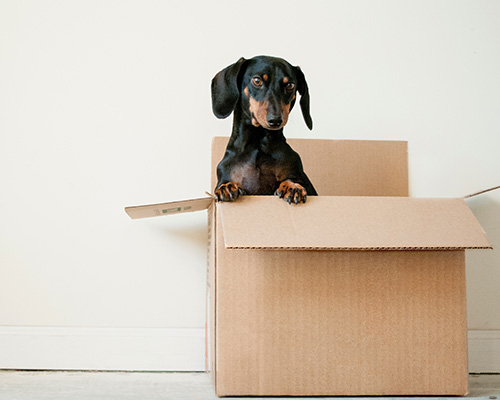 new york city is running out of cats and dogs to foster