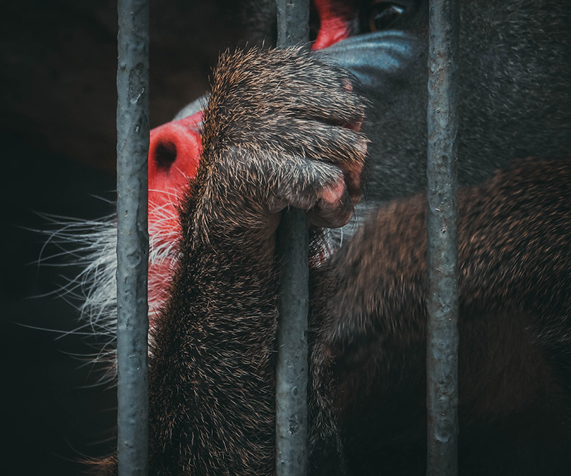 china's ban on wildlife trade could become law thanks to coronavirus