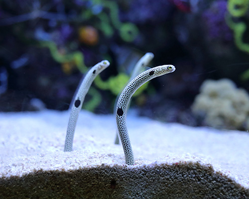 a japanese aquarium is inviting people to have a short facetime call with their eels