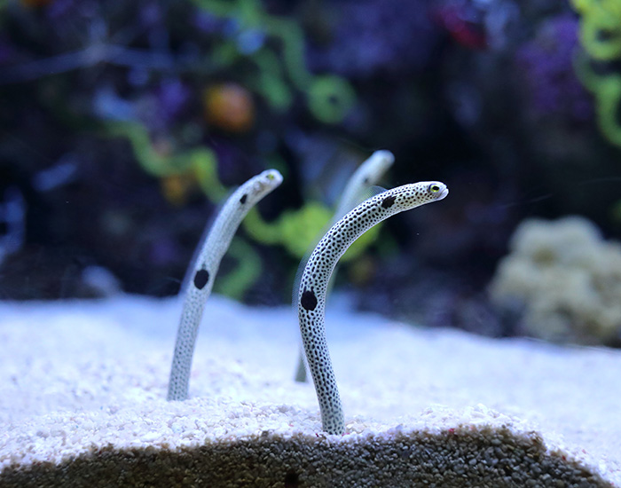 social distancing has affected the sumida aquarium eels, who are now