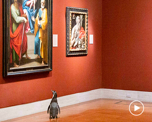 watch: penguins get private tour of nelson-atkins museum of art in kansas city