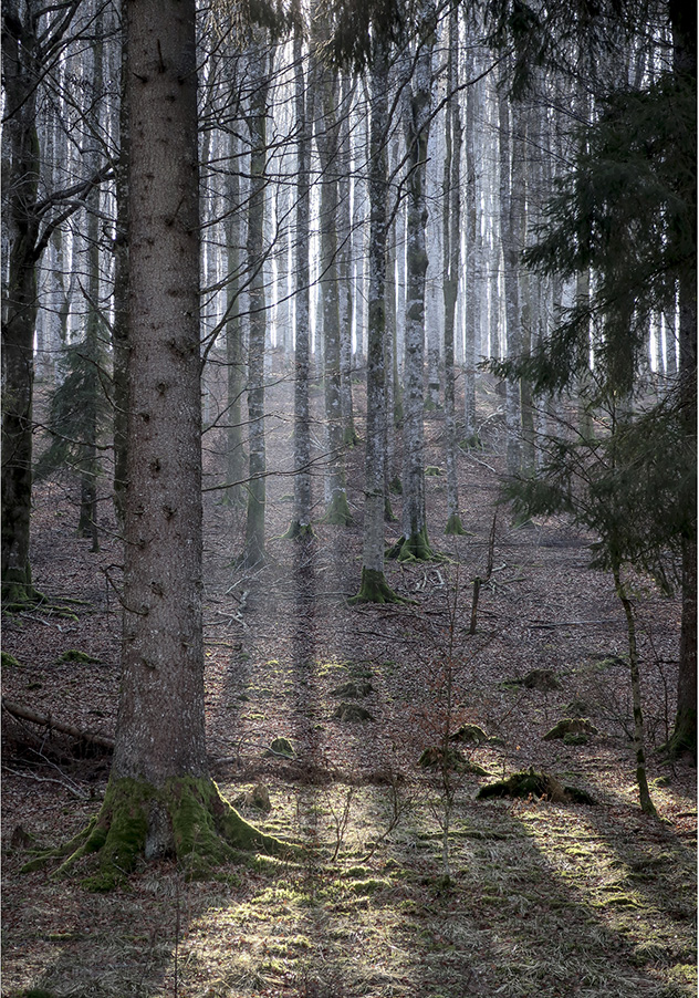 majesty exhibition explores the relationship between humans and wild nature