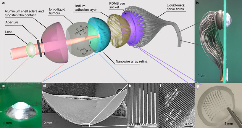 scientists develop a cyborg eye that mimics the human retina designboom