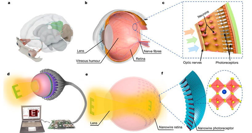 scientists develop a cyborg eye that mimics the human retina designboom