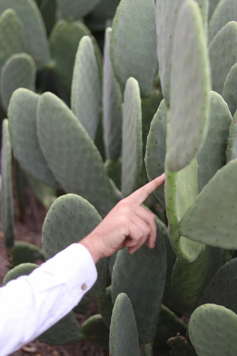 desserto, a highly sustainable plant based vegan-leather made from cactus