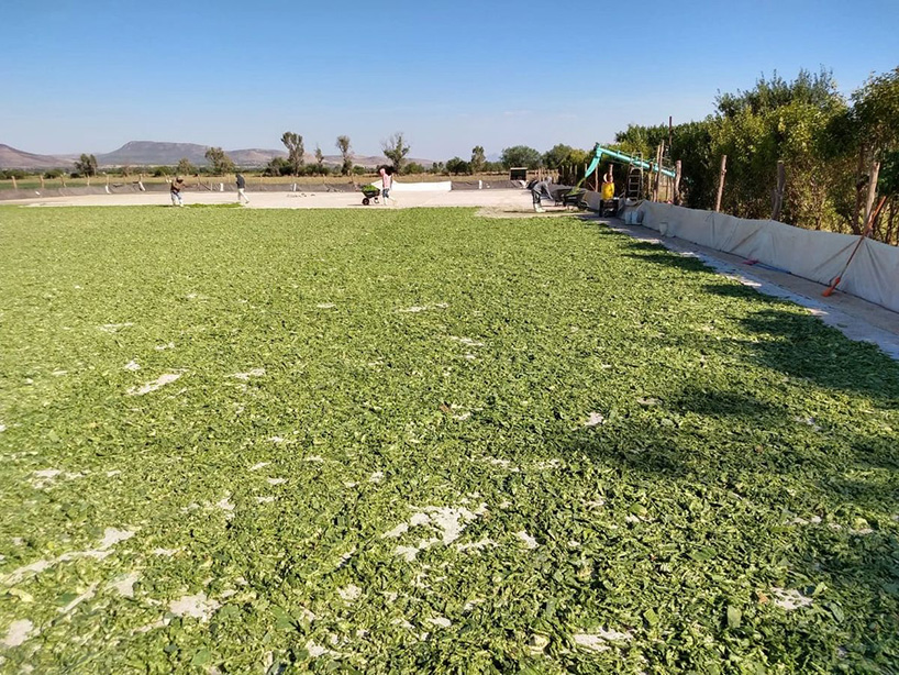 desserto, a highly sustainable plant based vegan-leather made from cactus