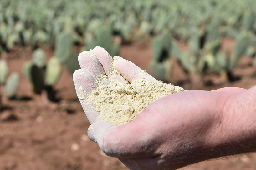 desserto, a highly sustainable plant based vegan-leather made from cactus