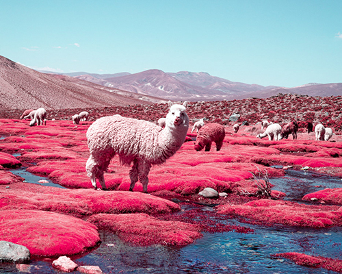 paolo pettigiani captures the cuteness of alpaca river in infrared