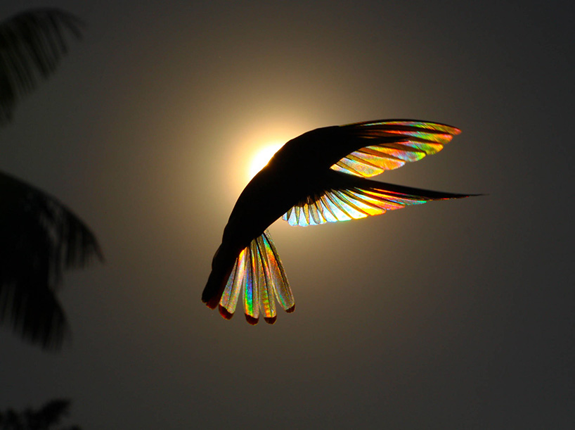christian spencer winged prism hummingbird photography designboom