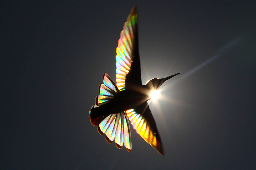 christian spencer winged prism hummingbird photography designboom