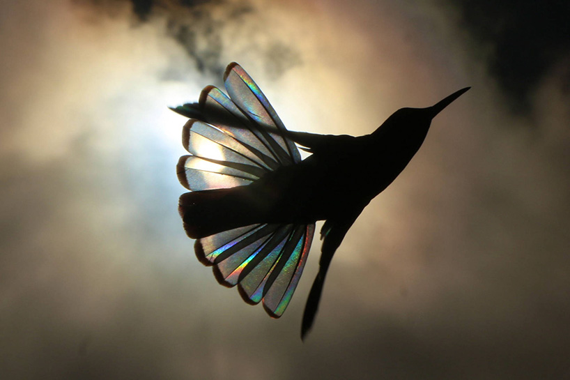 christian spencer winged prism hummingbird photography designboom